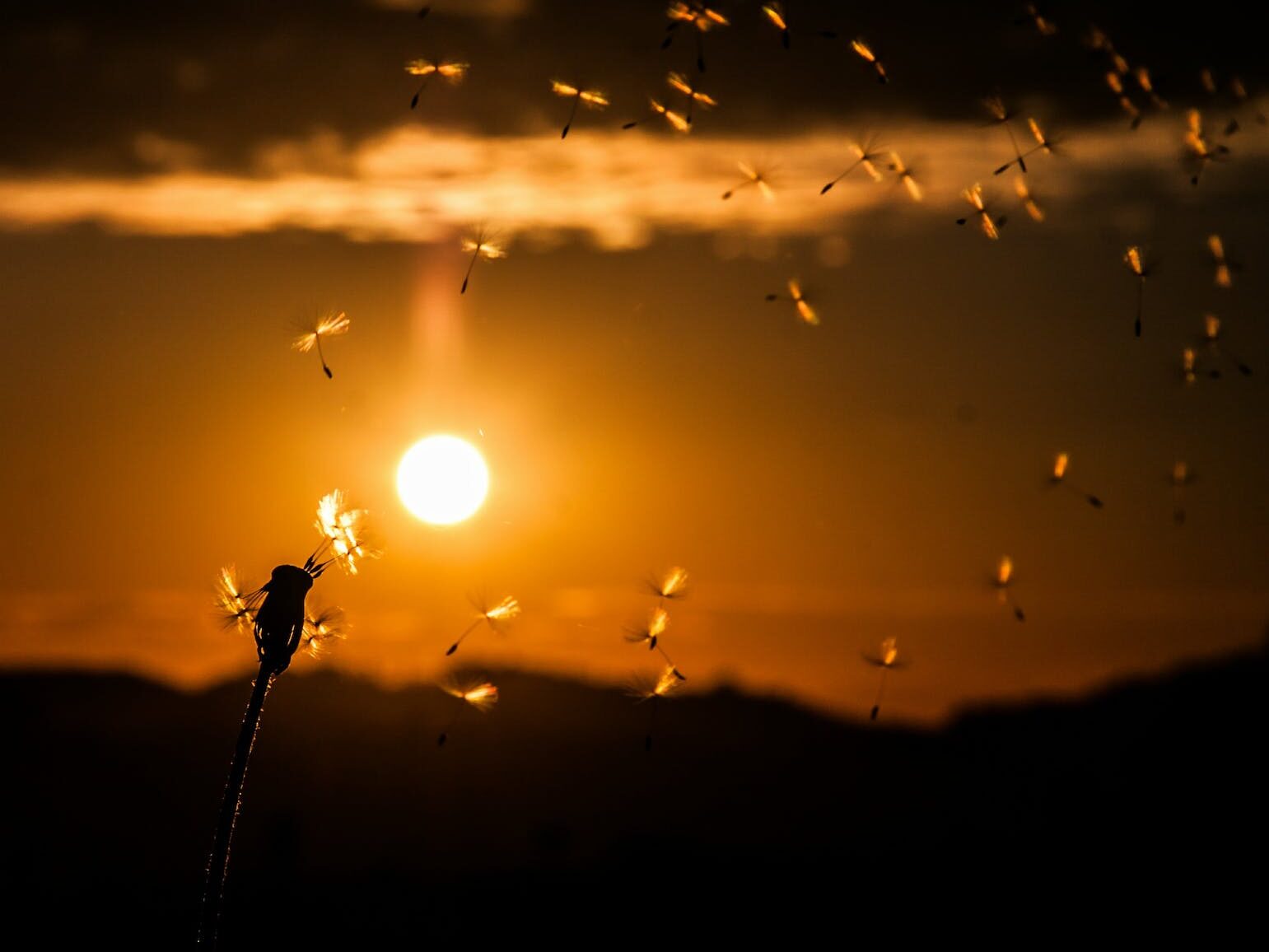 silhouette of insects flying during sunset