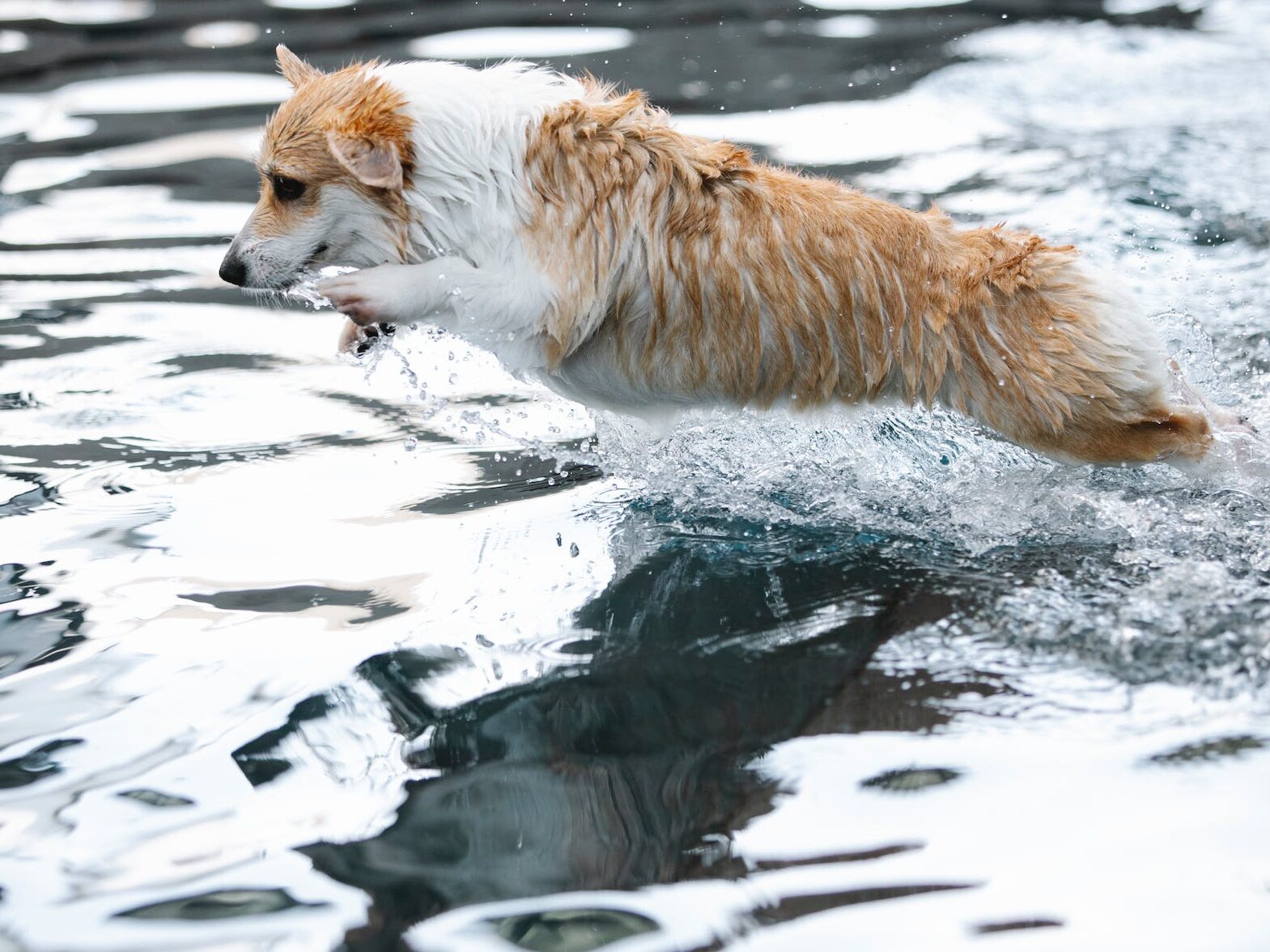 welsh corgi jumping over swimming pool while playing